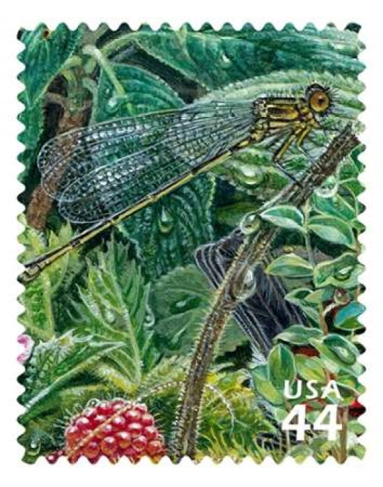Koele Mountain Damselfly Canvas Art - US POSTAL SERVICE (22 x 28)
