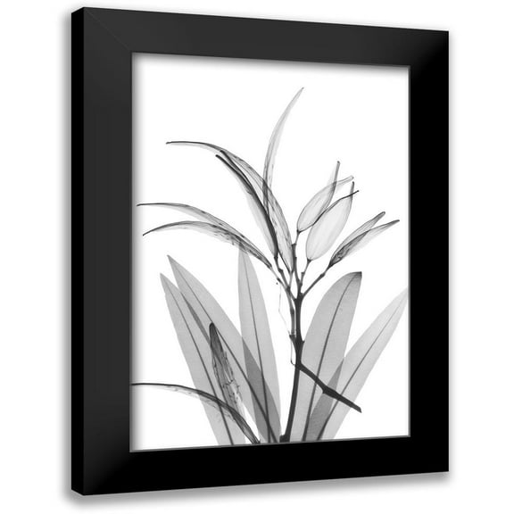 Koetsier, Albert 11x14 Black Modern Framed Museum Art Print Titled - Oleander White Seed Pod