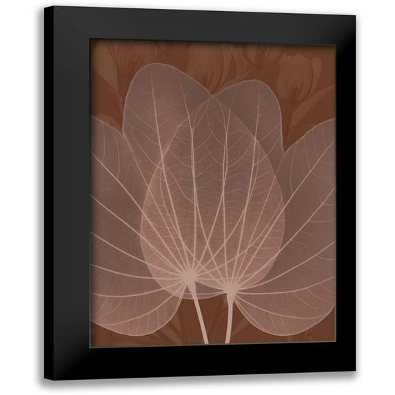 Koetsier, Albert 11x14 Black Modern Framed Museum Art Print Titled - Orchid Tree Fan