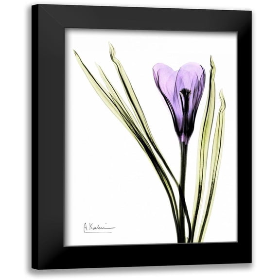 Koetsier, Albert 11x14 Black Modern Framed Museum Art Print Titled - Purple Crocus