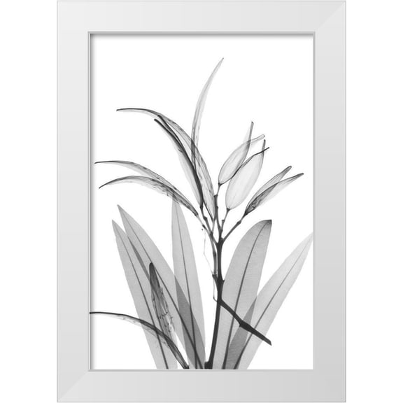 Koetsier, Albert 11x14 White Modern Wood Framed Museum Art Print Titled - Oleander White Seed Pod