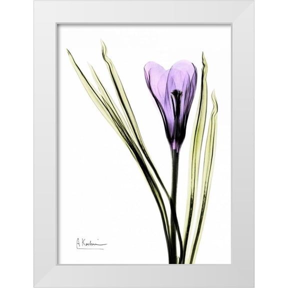 Koetsier, Albert 11x14 White Modern Wood Framed Museum Art Print Titled - Purple Crocus