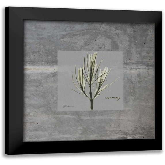 Koetsier, Albert 12x12 Black Modern Framed Museum Art Print Titled - Concrete Rosemary