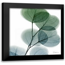 Koetsier, Albert 12x12 Black Modern Framed Museum Art Print Titled - Dull Eucalyptus