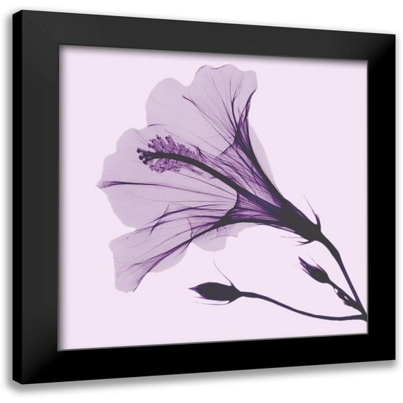 Koetsier, Albert 12x12 Black Modern Framed Museum Art Print Titled - Lavender Passion Hibiscus