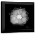thumbnail image 1 of Koetsier, Albert 12x12 Black Modern Framed Museum Art Print Titled - Rose Petals 2, 1 of 5