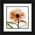 thumbnail image 1 of Koetsier, Albert 12x12 Black Ornate Wood Framed with Double Matting Museum Art Print Titled - Chrysanthemum, 1 of 4
