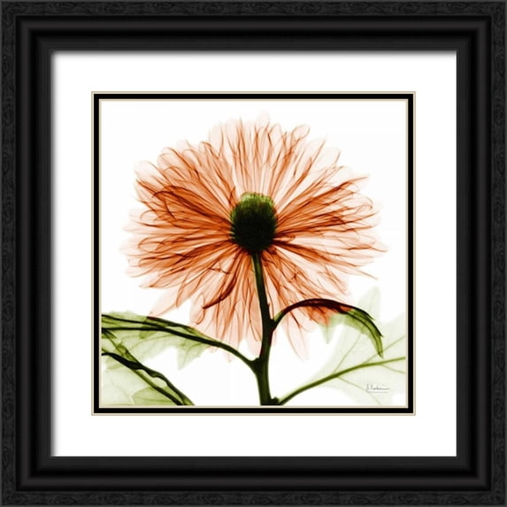 Koetsier, Albert 12x12 Black Ornate Wood Framed with Double Matting Museum Art Print Titled - Chrysanthemum