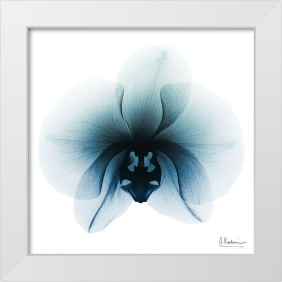 Koetsier, Albert 12x12 White Modern Wood Framed Museum Art Print Titled - Glacial Orchid 1