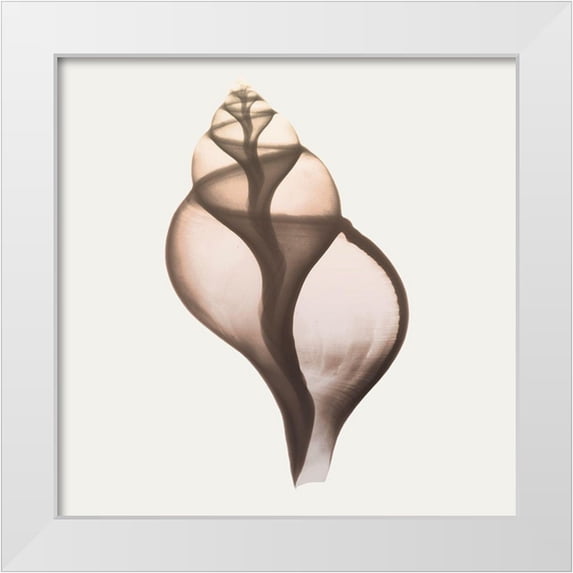 Koetsier, Albert 12x12 White Modern Wood Framed Museum Art Print Titled - Sandy Sea Shells 1