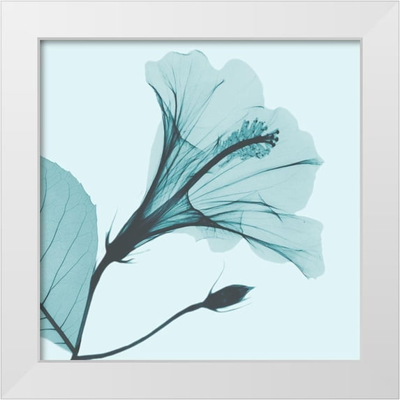 Koetsier, Albert 12x12 White Modern Wood Framed Museum Art Print Titled - Saphire Love Hibiscus