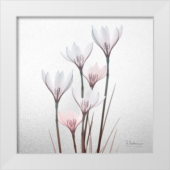 Koetsier, Albert 12x12 White Modern Wood Framed Museum Art Print Titled - White Rain Lily 1