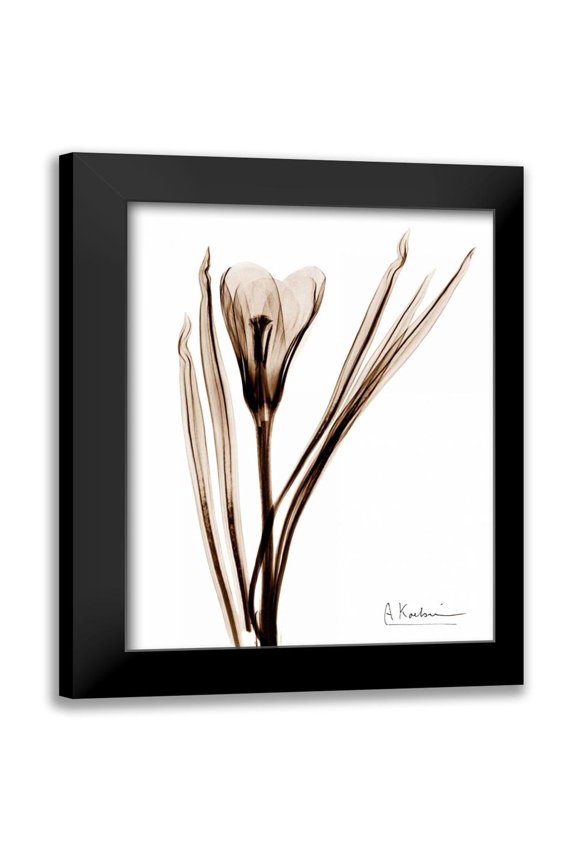 Koetsier, Albert 12x14 Black Modern Framed Museum Art Print Titled - Crocus in Brown