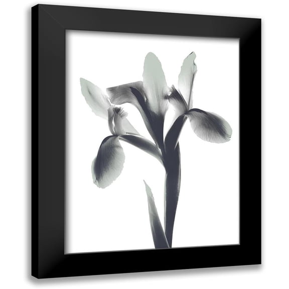 Koetsier, Albert 12x14 Black Modern Framed Museum Art Print Titled - Ombre Sea Foam Le Fleur