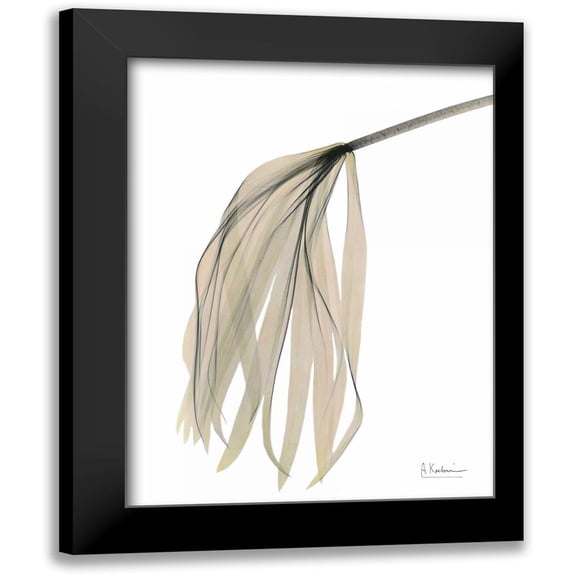 Koetsier, Albert 12x14 Black Modern Framed Museum Art Print Titled - Papyrus in Pink