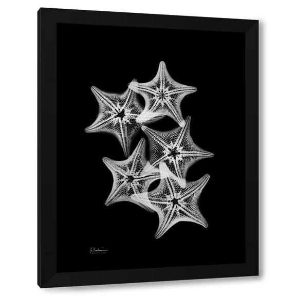 Koetsier, Albert 12x14 Black Modern Framed Museum Art Print Titled - Starfish Collage
