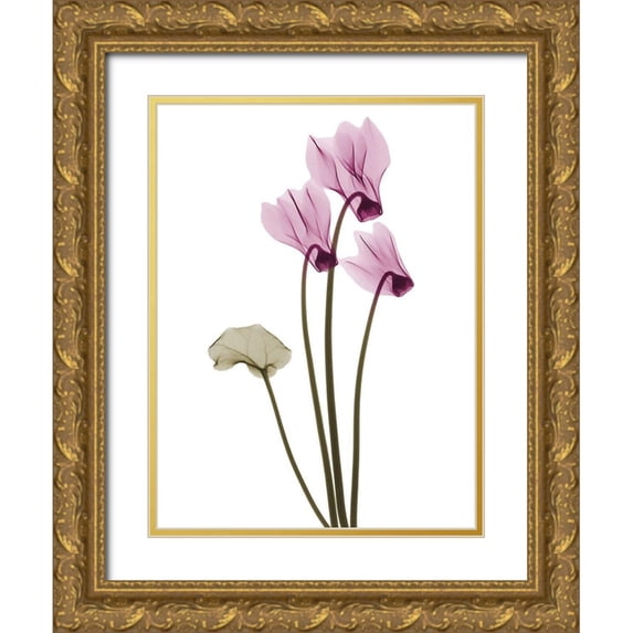 Koetsier, Albert 12x14 Gold Ornate Wood Framed with Double Matting Museum Art Print Titled - Delightful Cyclamen H11