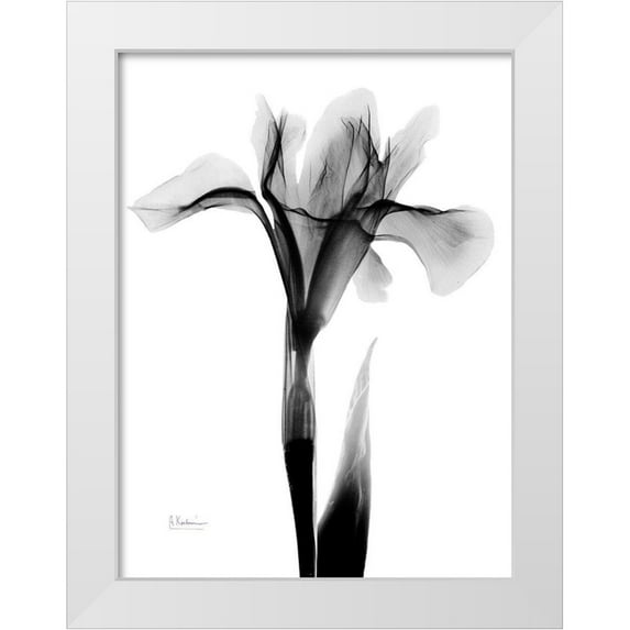 Koetsier, Albert 12x14 White Modern Wood Framed Museum Art Print Titled - Expressed Iris