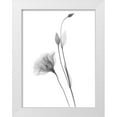 thumbnail image 1 of Koetsier, Albert 12x14 White Modern Wood Framed Museum Art Print Titled - Gentian, 1 of 4