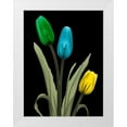 thumbnail image 1 of Koetsier, Albert 12x14 White Modern Wood Framed Museum Art Print Titled - Jeweled Tulip Trio 3, 1 of 4