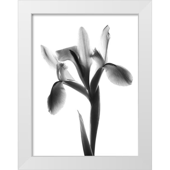 Koetsier, Albert 12x14 White Modern Wood Framed Museum Art Print Titled - Midnight Le Fleur