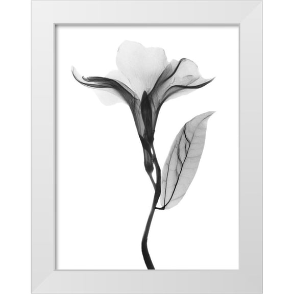 Koetsier, Albert 12x14 White Modern Wood Framed Museum Art Print Titled - Pleasant Oleander 1