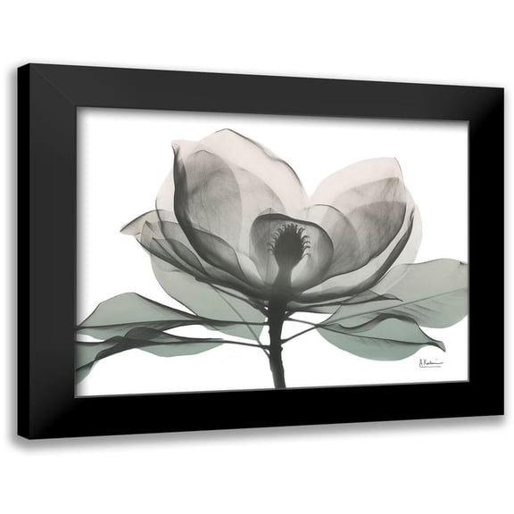 Koetsier, Albert 14x12 Black Modern Framed Museum Art Print Titled - Sage Magnolia 1