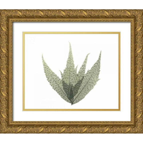 Koetsier, Albert 14x12 Gold Ornate Wood Framed with Double Matting Museum Art Print Titled - Japanese Fern in Green 2