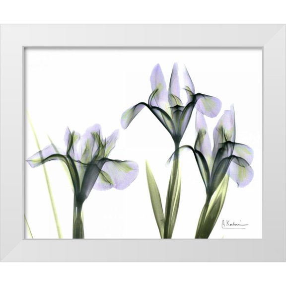 Koetsier, Albert 14x12 White Modern Wood Framed Museum Art Print Titled - Blue Iris Triple