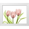 thumbnail image 1 of Koetsier, Albert 14x12 White Modern Wood Framed Museum Art Print Titled - Coral Grouped Tulips, 1 of 4