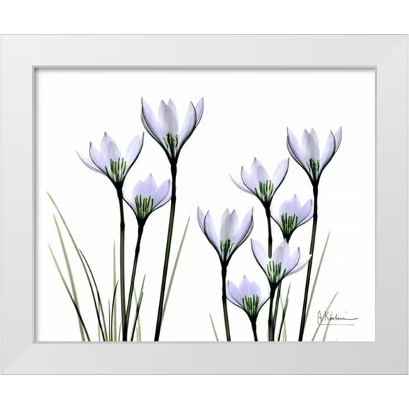 Koetsier, Albert 14x12 White Modern Wood Framed Museum Art Print Titled - White Rain Lily in Bloom
