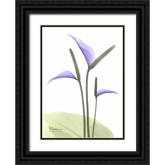 Koetsier, Albert 14x18 Black Ornate Wood Framed with Double Matting Museum Art Print Titled - Flamingo Plant in Full Bloom
