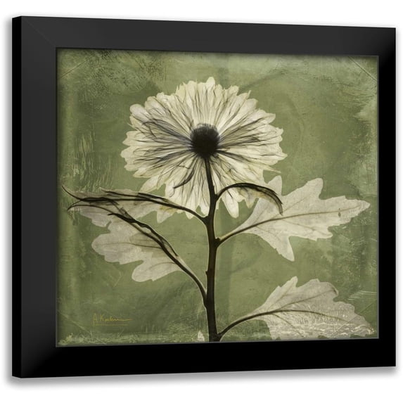 Koetsier, Albert 15x15 Black Modern Framed Museum Art Print Titled - Chrysanthemum