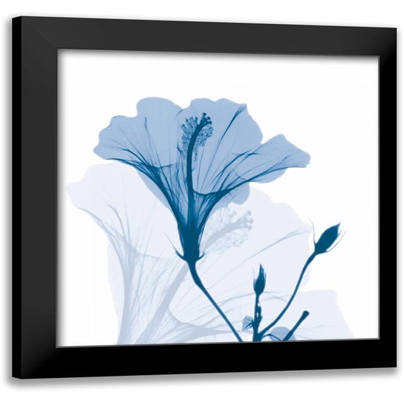 Koetsier, Albert 15x15 Black Modern Framed Museum Art Print Titled - Hibiscus Chiller