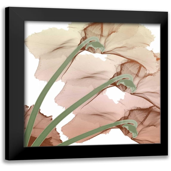 Koetsier, Albert 15x15 Black Modern Framed Museum Art Print Titled - Peach Luster Cyclamen 1