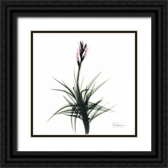 Koetsier, Albert 15x15 Black Ornate Wood Framed with Double Matting Museum Art Print Titled - Briannas Bud