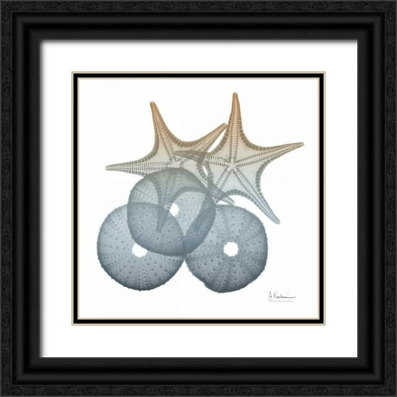Koetsier, Albert 15x15 Black Ornate Wood Framed with Double Matting Museum Art Print Titled - Earthy Hues Sea Urchin and Starfish