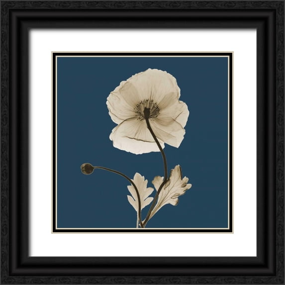 Koetsier, Albert 15x15 Black Ornate Wood Framed with Double Matting Museum Art Print Titled - Luster Iceland Poppy