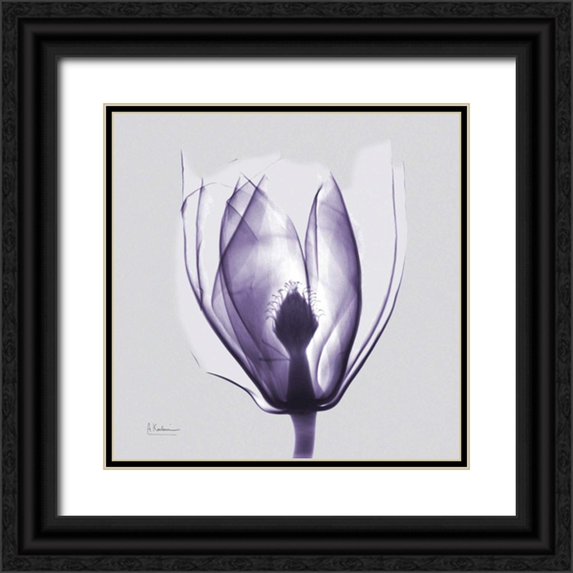 Koetsier, Albert 15x15 Black Ornate Wood Framed with Double Matting Museum Art Print Titled - Purple Tulip Bud on Purple