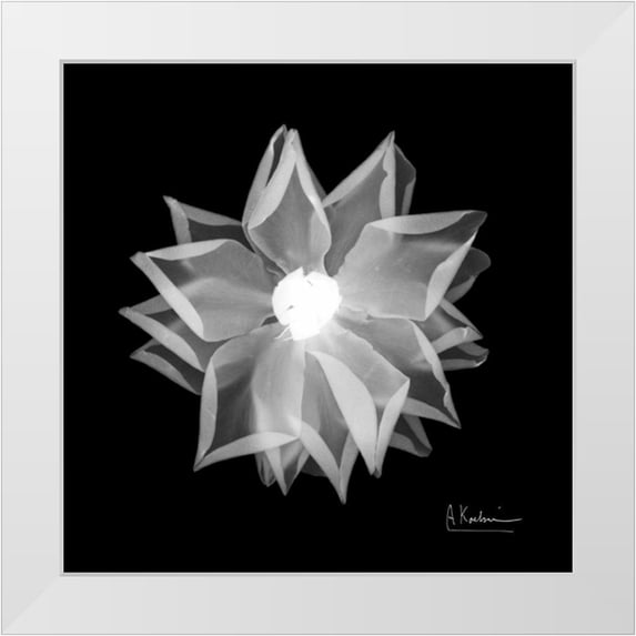 Koetsier, Albert 15x15 White Modern Wood Framed Museum Art Print Titled - Rose Petals 1