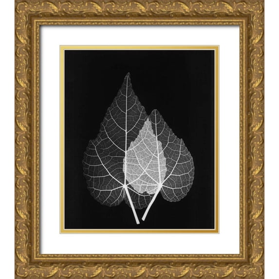 Koetsier, Albert 15x17 Gold Ornate Wood Framed with Double Matting Museum Art Print Titled - Sage Pair Close Up on Black