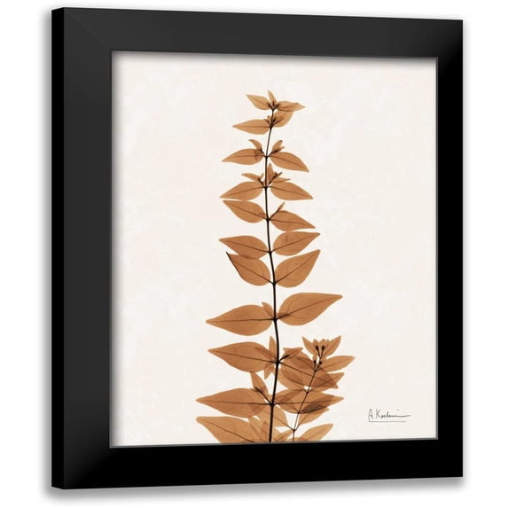 Koetsier, Albert 15x18 Black Modern Framed Museum Art Print Titled - Aged Abelia