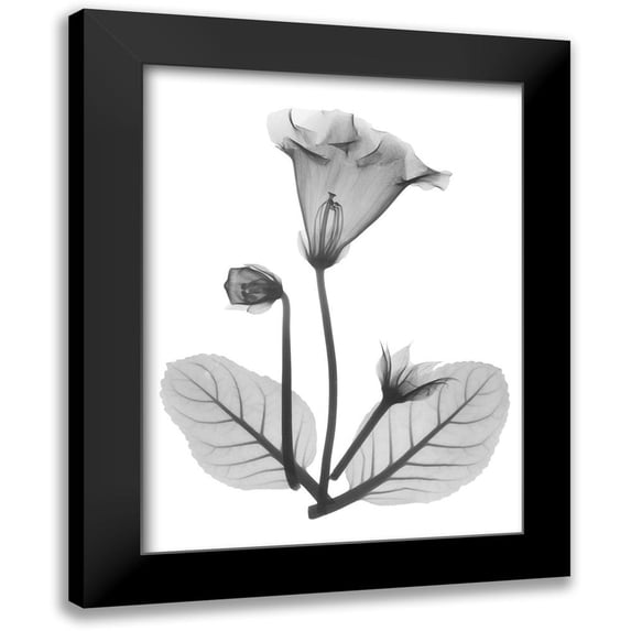 Koetsier, Albert 15x18 Black Modern Framed Museum Art Print Titled - Gloxinia