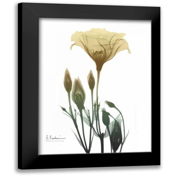 Koetsier, Albert 15x18 Black Modern Framed Museum Art Print Titled - Ocre Bloom 2