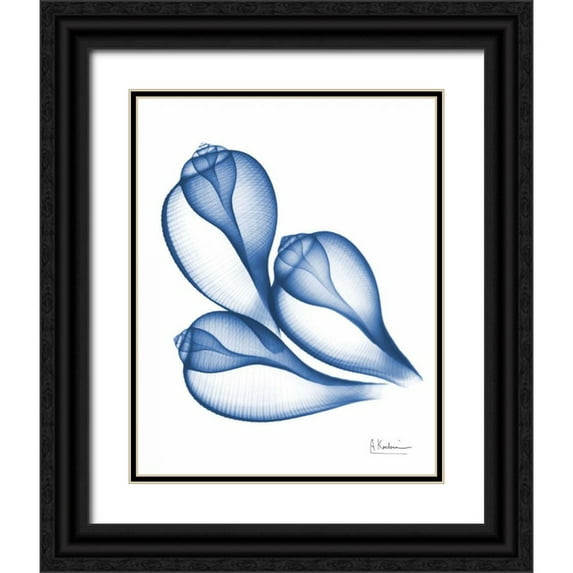 Koetsier, Albert 15x18 Black Ornate Wood Framed with Double Matting Museum Art Print Titled - Blue Trio Conch
