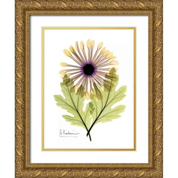 Koetsier, Albert 15x18 Gold Ornate Wood Framed with Double Matting Museum Art Print Titled - Chrysanthemum in Color