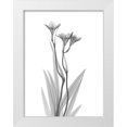 thumbnail image 1 of Koetsier, Albert 15x18 White Modern Wood Framed Museum Art Print Titled - Freesia, 1 of 4
