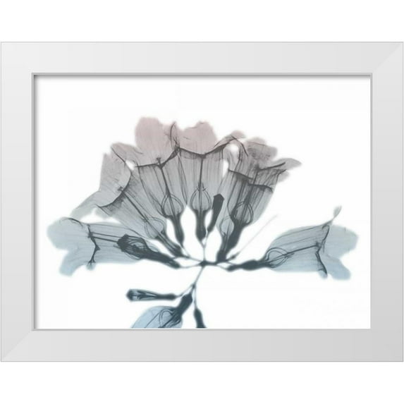 Koetsier, Albert 18x15 White Modern Wood Framed Museum Art Print Titled - Blooming Jacaranoa