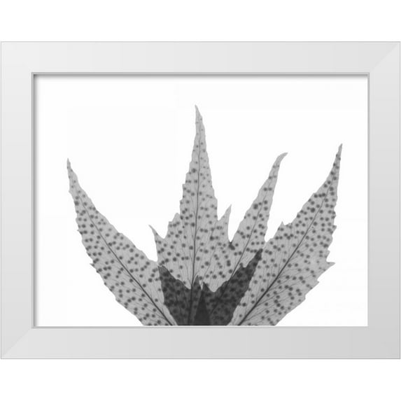 Koetsier, Albert 18x15 White Modern Wood Framed Museum Art Print Titled - Crispy Tree Fern