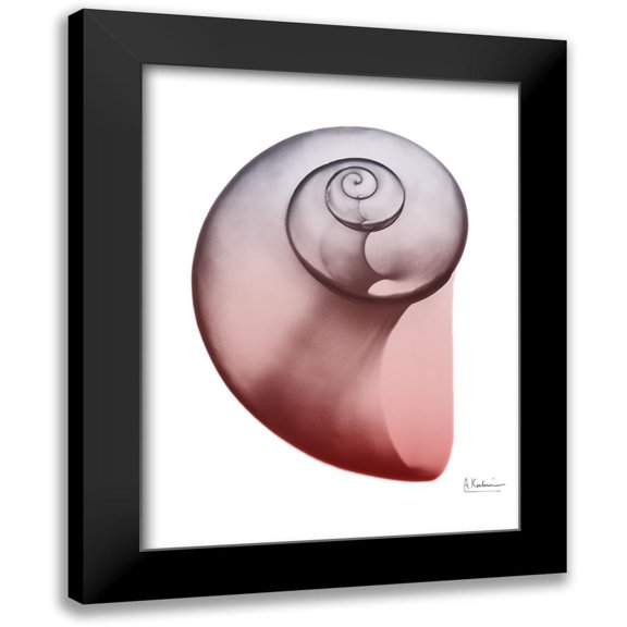 Koetsier, Albert 19x24 Black Modern Framed Museum Art Print Titled - Coral Snail 2